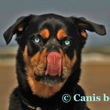 Wie kan dit ook?