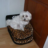 lieve Boris