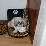 Lizzy