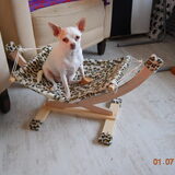 Mila me chihuahua korthaartje met FCI stamboom
