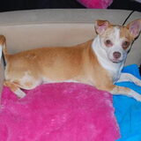 Betty Boop een mislukte chihuahua haha.. mijn kindje