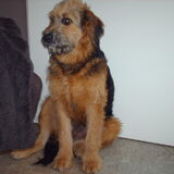 Foto van liesbeth,Turbo,Luna, Levi en Faith