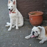 Hier Yuma met zijn vriend Gust!