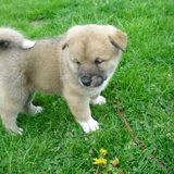5 weekjes oud!