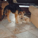 Foto van liesbeth,Turbo,Luna, Levi en Faith