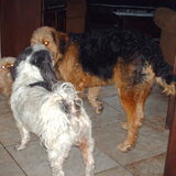 Foto van liesbeth,Turbo,Luna, Levi en Faith