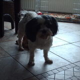 Foto van liesbeth,Turbo,Luna, Levi en Faith