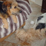 Foto van liesbeth,Turbo,Luna, Levi en Faith