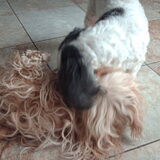 Foto van liesbeth,Turbo,Luna, Levi en Faith