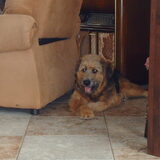 Foto van liesbeth,Turbo,Luna, Levi en Faith