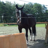 Foto van liesbeth,Turbo,Luna, Levi en Faith