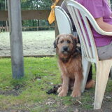 Foto van liesbeth,Turbo,Luna, Levi en Faith