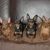 Even een groeps foto van de dwergpinschers. SPIKYE-OZZY-MUSKY-CODY.