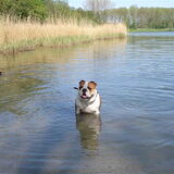 amber de eeuwige waterrat