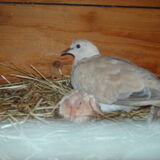 Foto van liesbeth,Turbo,Luna, Levi en Faith