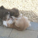 Noa en Angel samen spelen
