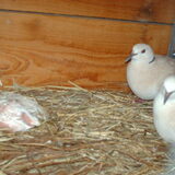 Foto van liesbeth,Turbo,Luna, Levi en Faith