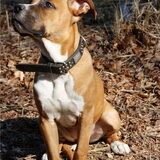 Onze hond Luca teef van 10 maanden oud het is een kruising A Stafford x…