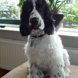 Matz half jaar oud.