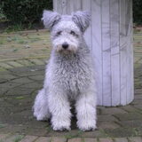 Foto van Twister's pumikennel