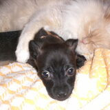Foto van Yuki & Shadow