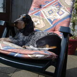 BlueBelle