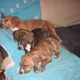 3 op een rij: Tayka,Beauty en Tyson