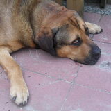 Buxy!