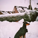 Geef mij maar zomer denkt Apple.. jan. 2010. Mijn pinschers hebben bij…