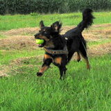 Foto van Petra,  *Lily Jane*   & Jip