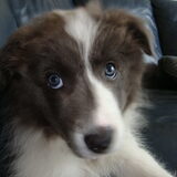 Kiki met haar puppyoogjes