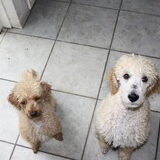 Foto van Zzoef Rossi & Lorenzo