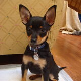 lieve stitch