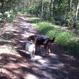 Foto van liesbeth,Turbo,Luna, Levi en Faith