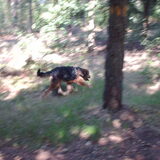 Foto van liesbeth,Turbo,Luna, Levi en Faith