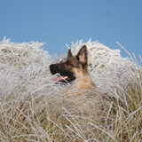 en in de duinen