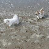 Funny en Lizzy op het strand