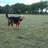 Foto van liesbeth,Turbo,Luna, Levi en Faith