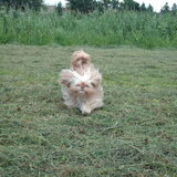 Foto van liesbeth,Turbo,Luna, Levi en Faith