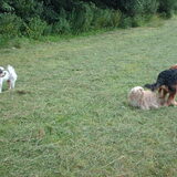 Foto van liesbeth,Turbo,Luna, Levi en Faith
