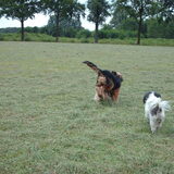 Foto van liesbeth,Turbo,Luna, Levi en Faith