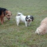 Foto van liesbeth,Turbo,Luna, Levi en Faith