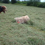 Foto van liesbeth,Turbo,Luna, Levi en Faith
