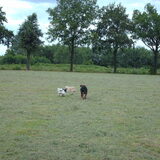 Foto van liesbeth,Turbo,Luna, Levi en Faith