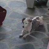 Foto van Patch