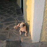 Foto van Patch