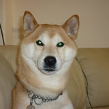wolfieeeee