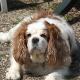 Dit is Ninca mijn eerste hondje ze kwam bij ons toen ik 10 was bij mijn…