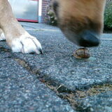 Sniffing on a snail,snif snif.