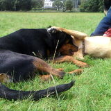 Mila wordt "gevlooid"door Bink,echte liefde.